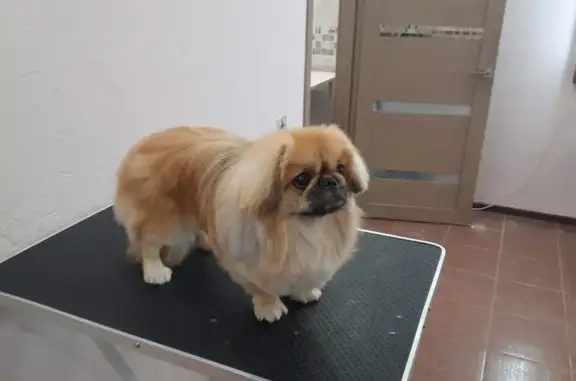 Собаки потеряшки, Красноярское, фото: Потеряшка собака, Красноярское с/п 63К-00883