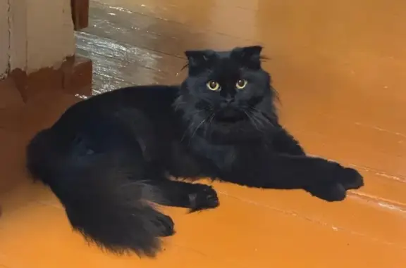 Пропала кошка, Волгоград, Волгоградская обл.