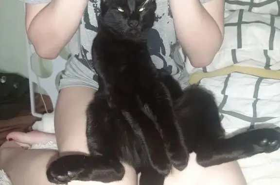 Пропал котёнок, ул. Дружбы 13, Ставрополь