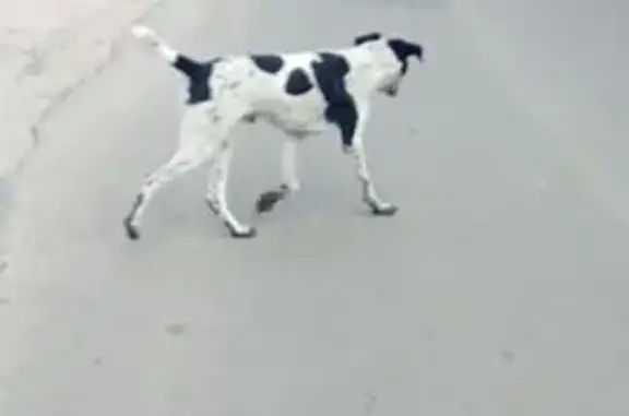 Собака найдена: Ленина 263Б, Новая Усмань