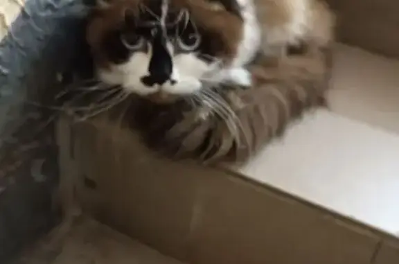 Найдена кошка, Андреевка, фото: Кошка найдена: Староандреевская 43 к2