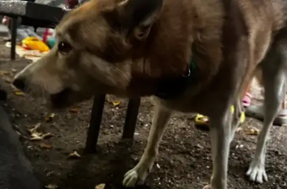 Найдена собака, Краснодар, фото: Найдена собака, ул. Тургенева, 107, Краснодар