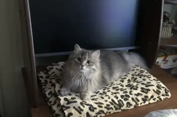 Кошки потеряшки, Московская область, фото: Потеряшка кошка, Агрогородок, МО