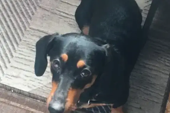 Собаки потеряшки, Междуреченск, фото: Потеряшка собака, ул. Лазо 50, Междуреченск