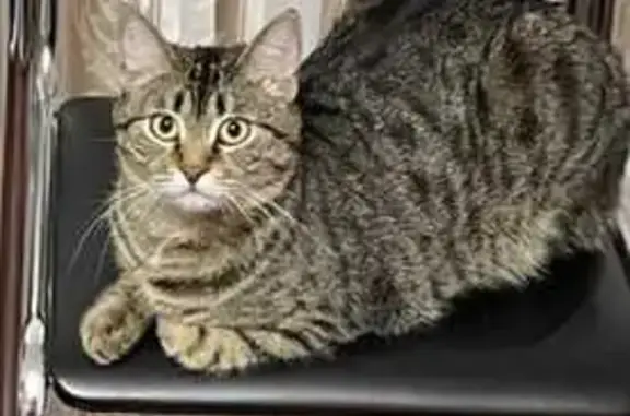 Пропала кошка, Астраханская 102Б, Анапа