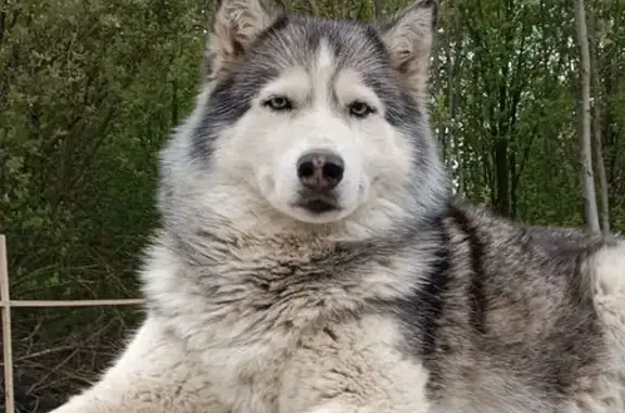 Собаки потеряшки, Балашиха, фото: Потеряшка собака, Светлая ул. 39, Балашиха