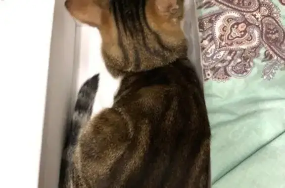 Пропала кошка в Агрогородке, МО