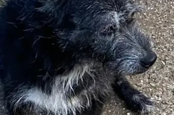 Объявления о пропавших и найденных животных, Удомля, фото: Собака найдена: ул. Мичурина, 1, Удомля