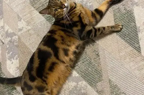 Кошки потеряшки, Брянск, фото: Потеряшка кошка, ул. Вяземского, 6, Брянск