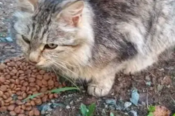 Кошка найдена, Свердловская обл.