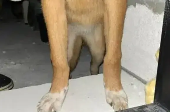 Найдена собака, Павловский Посад, фото: Собака найдена: ул. Большая Покровка, Павловский Посад