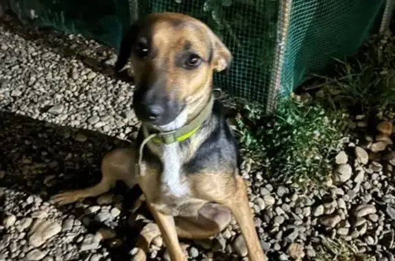 Собака найдена: Ахтанизовская 12, Краснодар