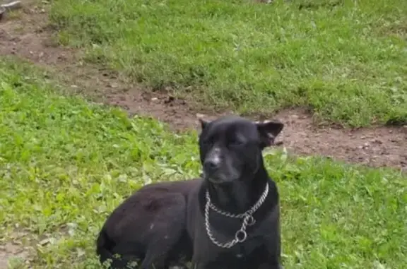 Найдена собака, , фото: Собака найдена: 104/2, Квашёнки