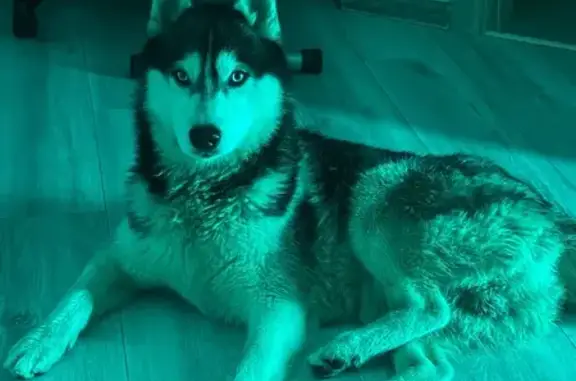 Найдена собака, Иваново, фото: Найдена собака, Иваново, Кузнечная 38