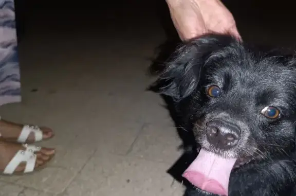 Найдена собака, Севастополь, фото: Севастополь: найдена собака, ул. Репина, 1