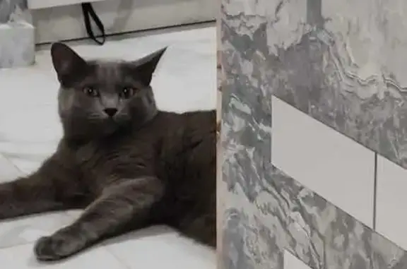 Пропала кошка, Волжск, Марий Эл