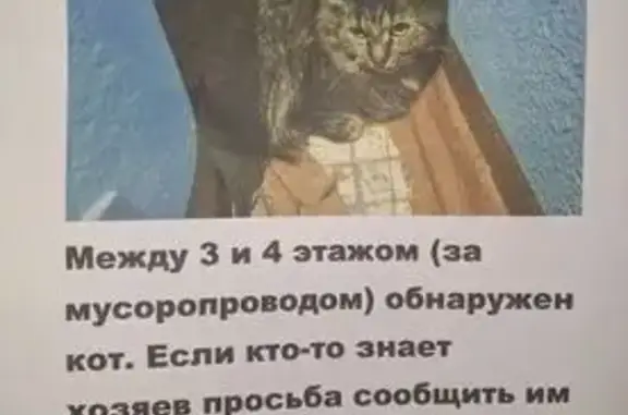 Кошка найдена: Индустриальная 3А, Псков