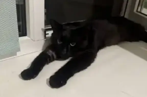 Кошка найдена: Церковная ул., 10, Пушкин