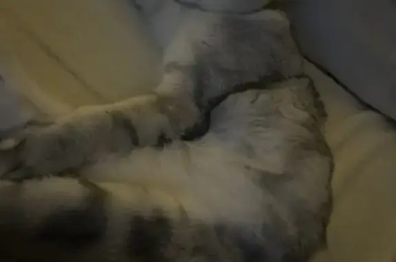 Кошка найдена: ул. Гагарина, 13/2, Александров