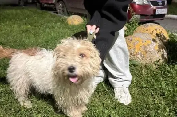 Найдена собака, , фото: Найдена собака на Молодёжной 90, Ижевск