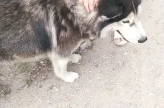 Собака найдена: Станкозаводская, 7А, Рязань