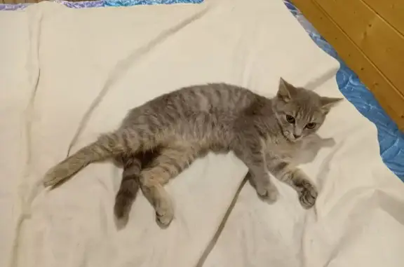 Кошка найдена на ул. Бебеля, Тверь