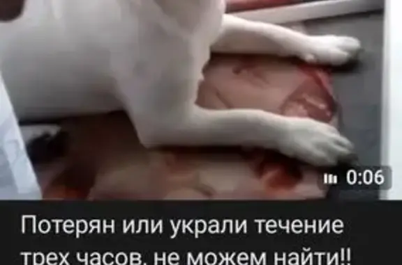 Собаки потеряшки, Саранск, фото: Потеряшка собака на 1-й Набережной, 3, Саранск