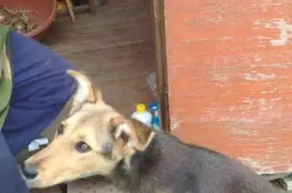 Найдена собака, Московская область, фото: Собака найдена в Петровском, МО