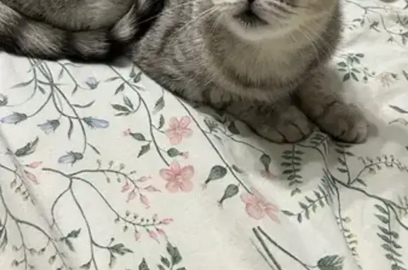 Кошка найдена: Магницкого, 1 к2, Чебоксары