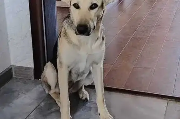 Найдена собака, Лыткарино, МО