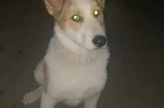 Найдена собака, Московская область, фото: Найдена собака, МО, хромает, 4-5 мес.