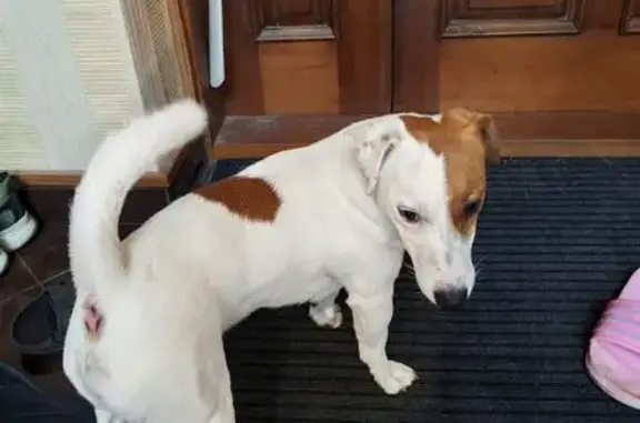 Найден Джек Рассел: Менделеева 29, КГД