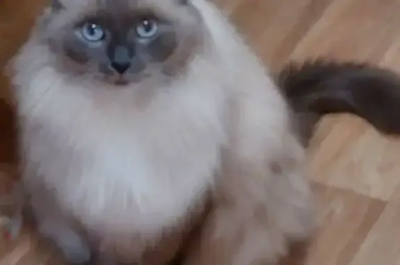 Кошки потеряшки, Сургут, фото: Потеряшка кошка, улица Республики, 84