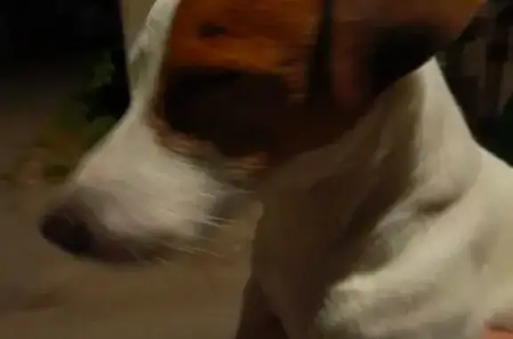 Найдена собака на ул. Жуковского, Калининград