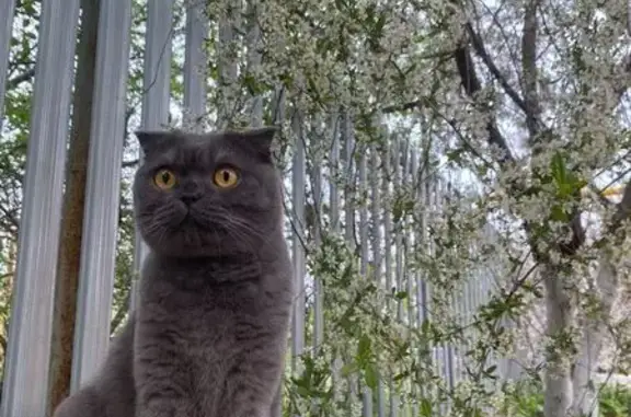 Пропал серый кот, Южный Урал, Новая 14а