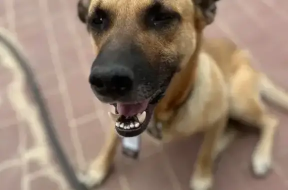 Найдена собака, Воронежская область, фото: Найдена собака, Скляевское с/п, Воронежская обл.