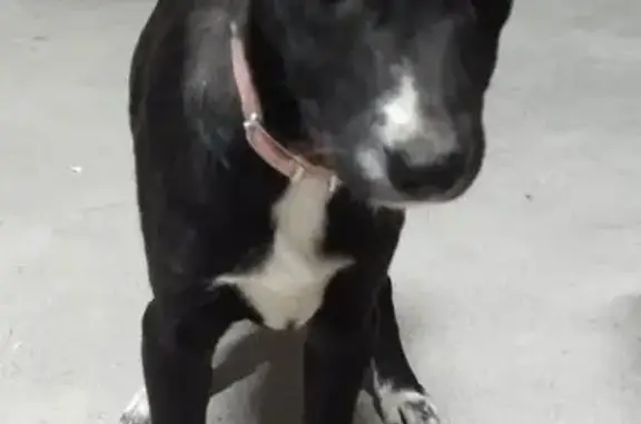 Собака найдена: Тюльпановая 2, Волгоград