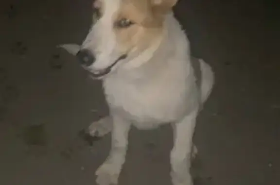 Найдена собака, Московская область, фото: Щенок найден: Московская область