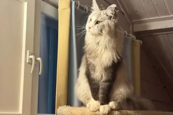 Кошки потеряшки, Московская область, фото: Потеряшка кошка в Новоголицино, дом 101