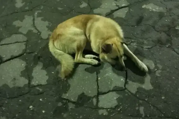 Собака найдена, ул. Степанова 35, Тула