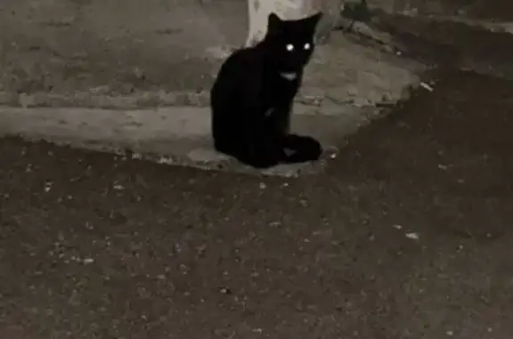 Кошка найдена: ул. Рихарда Зорге, 90, Казань