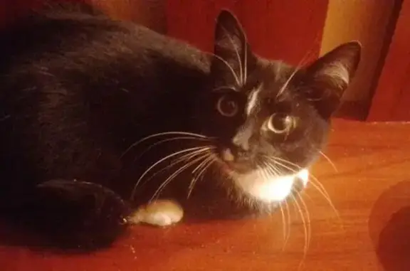 Найдена кошка, Пермь, фото: Кошка найдена: ул. Аркадия Гайдара, Пермь
