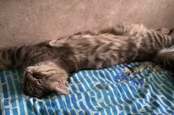 Пропала кошка, Агрогородок 46Н-02908