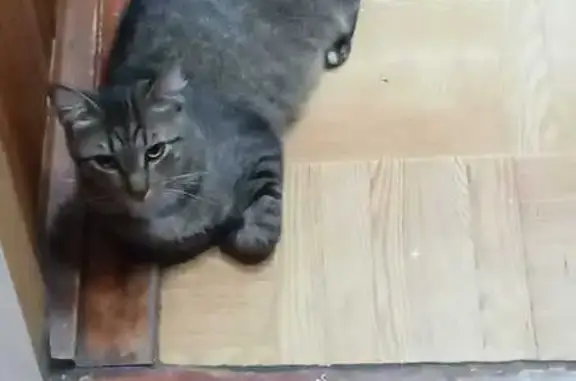 Пропала тигровая кошка, ул. Советов, 15Б