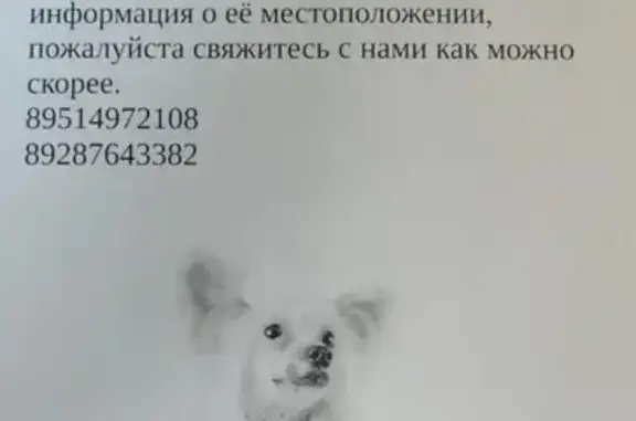 Пропала собака на Петрозаводской, 16А