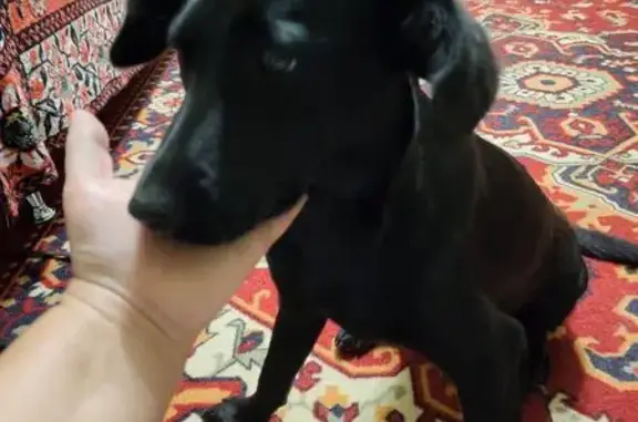 Найдена собака, Десногорск, фото: Найдена собака, 20, Десногорск