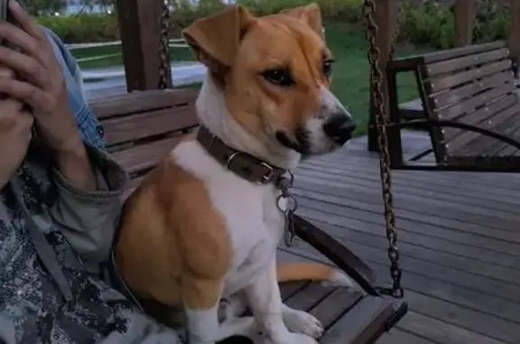 Найдена собака, , фото: Собака найдена: СТ Мичуринец, Майма