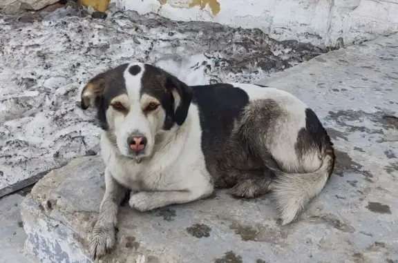 Пропала собака, Ленинский пр., 8, Усолье