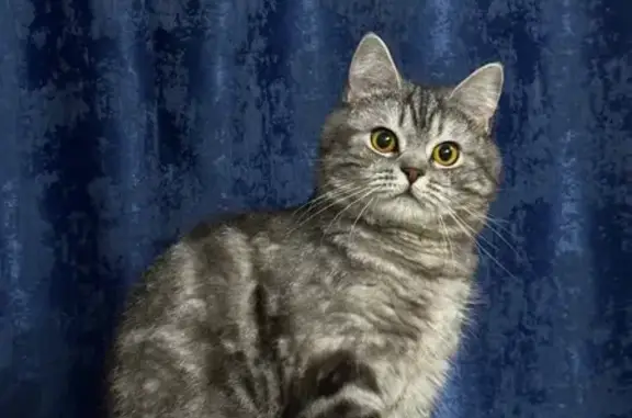 Кошки потеряшки, Арсеньев, фото: Потеряшка кошка, Нижняя ул. 11, Арсеньев