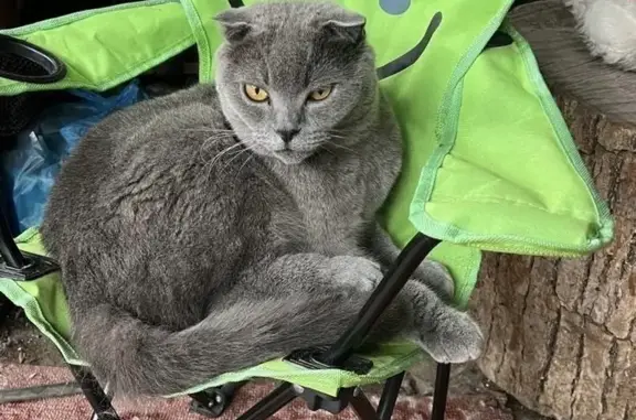 Пропал кот на ул. Лазо, Владивосток